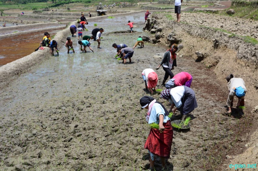 Purul Paoki (paddy plantation festival) on from May 9 - 11 2016 at Purul in Senapati District
