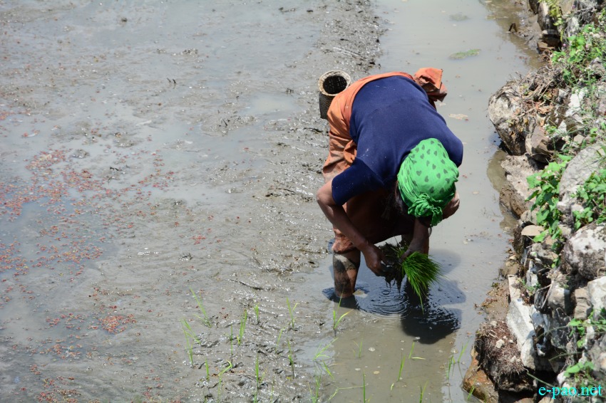 Purul Paoki (paddy plantation festival) on from May 9 - 11 2016 at Purul in Senapati District