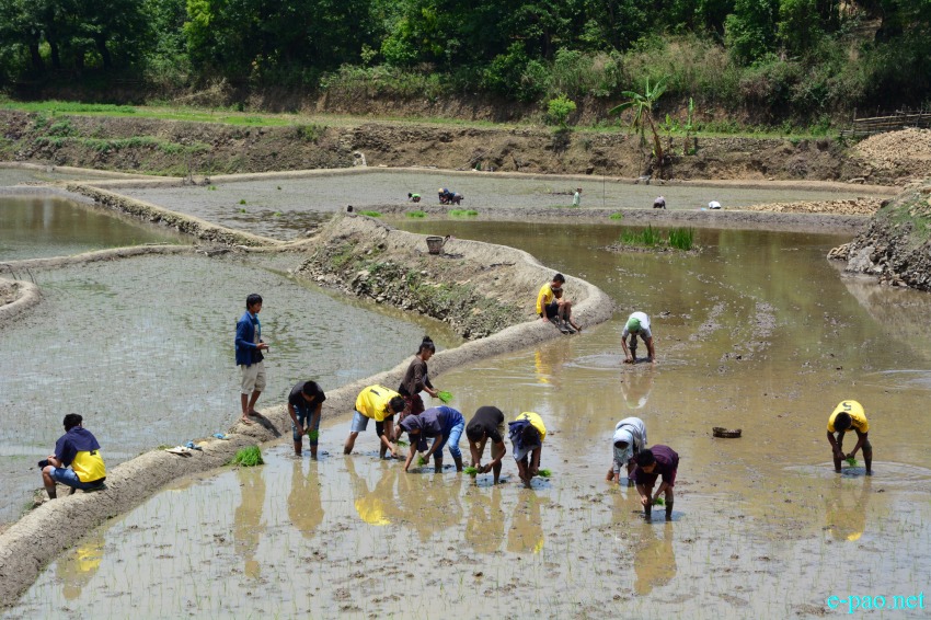  Purul Paoki (paddy plantation festival) on from May 9 - 11 2016 at Purul in Senapati District 