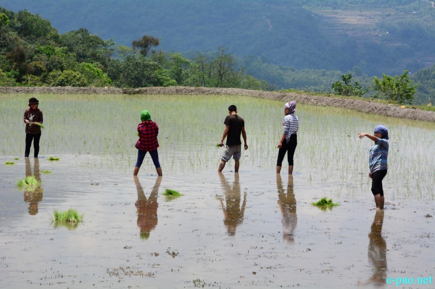Purul Paoki (paddy plantation festival) on from May 9 - 11 2016 at Purul in Senapati District