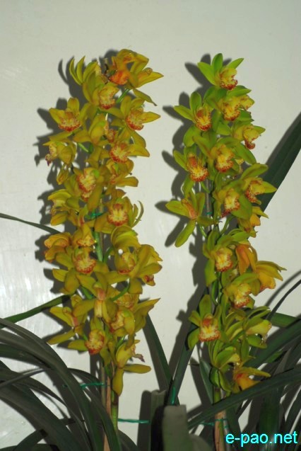 Day 7 :  Sikkim Orchids Green Zone : a group of cymbidium grower  at Manipur Sangai Tourism Festival 2013 :: November 27 2013