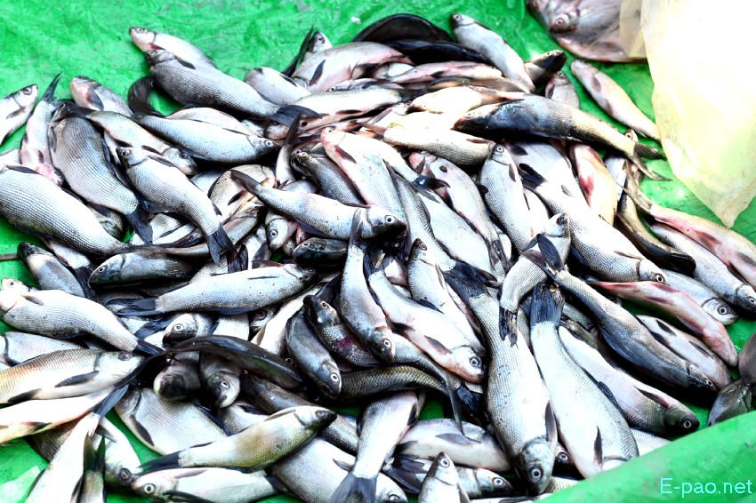 3rd Emoinu Fish Festival 2025 at Hapta Kangjeibung, Palace Compound :: 31st December 2025