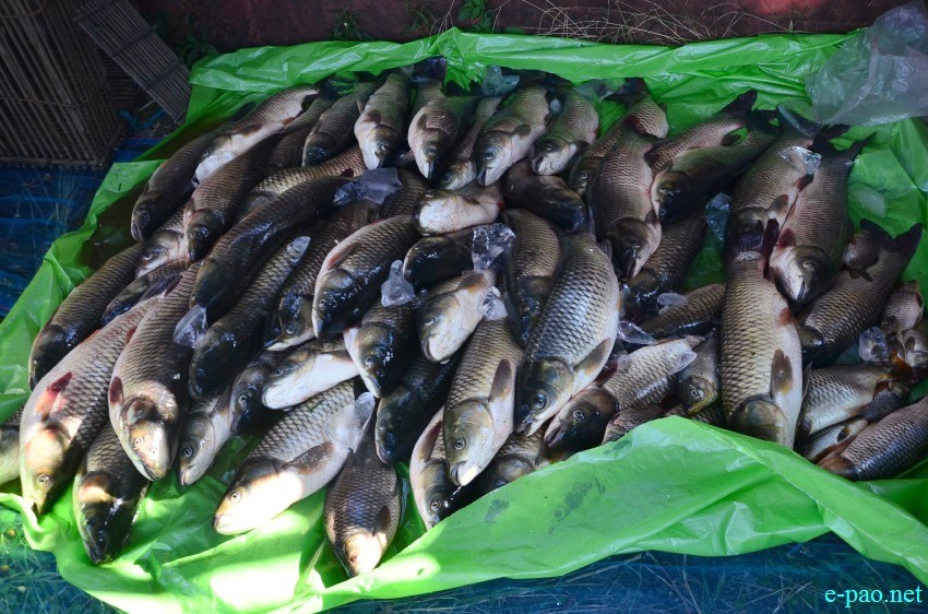 Fish Fair / Fish Crop Competition on eve of Ningol Chakouba festival at Mapal Kangjeibung :: October 24 2014