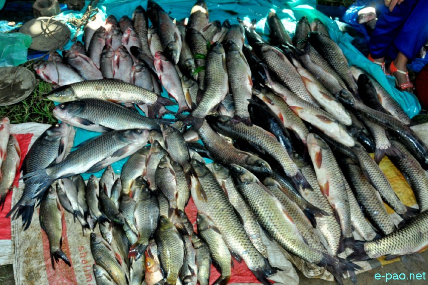 Ningol Chakkouba Fish Sale :: Annual Fish Fair  at THAU Ground, Thangmeiband :: 31 October 2016