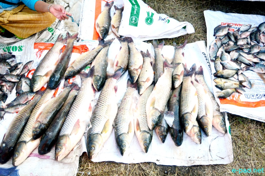 Ningol Chakouba : Annual Fish Fair / Fish Crop Competition 2021  at Mapal Kangjeibung :: 5th November 2021