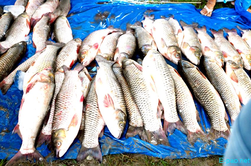 Ningol Chakkouba : Annual Fish Fair / Fish Crop Competition at Hapta Kangjeibung :: 26th October 2022
