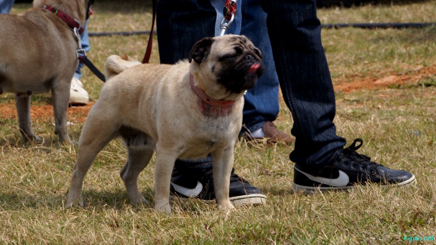 3rd All Breed Open Dog Show at the Thangmeiband Athletic Union (THAU) ground, Imphal :: March 24, 2013