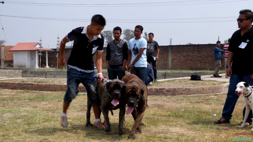 3rd All Breed Open Dog Show at the Thangmeiband Athletic Union (THAU) ground, Imphal :: March 24, 2013