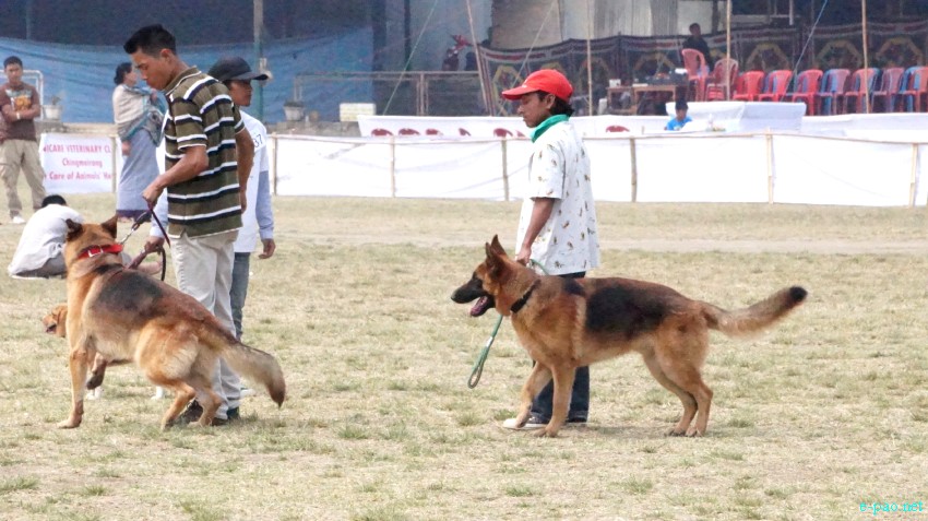 3rd All Breed Open Dog Show at the Thangmeiband Athletic Union (THAU) ground, Imphal :: March 24, 2013
