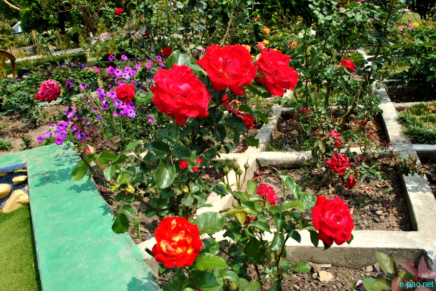 Millenium Garden at Haorang Sabal (2 Kms from Lamshang Bazar) : Flowers bloom in spring time :: March 2013