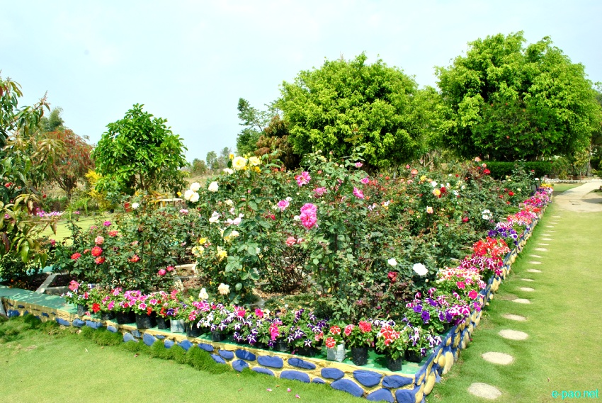 Millenium Garden at Haorang Sabal (2 Kms from Lamshang Bazar) : Flowers bloom in spring time :: March 2013