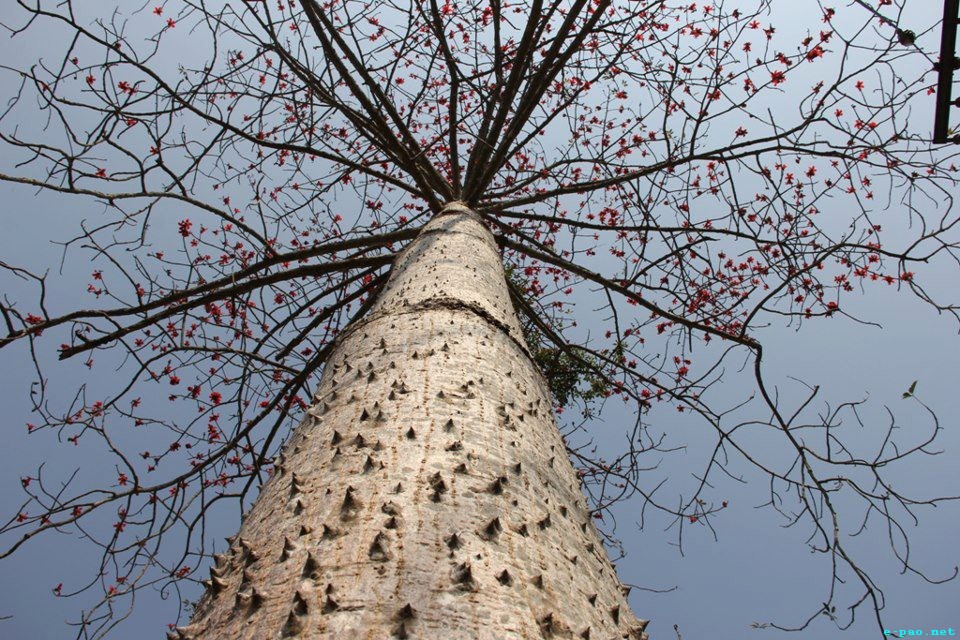 Cotton tree (Tera Pambi) -  Snaps as taken by Sisir Banga :: February 013