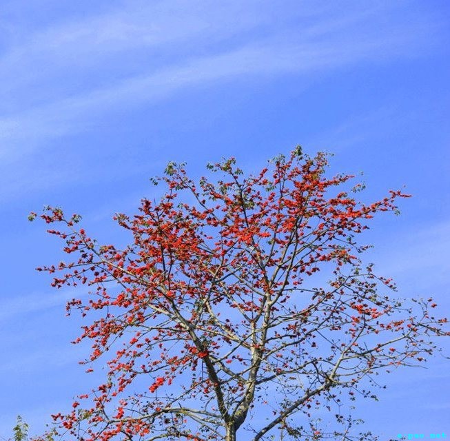 Cotton tree (Tera Pambi) -  Snaps as taken by Sisir Banga :: February 2013