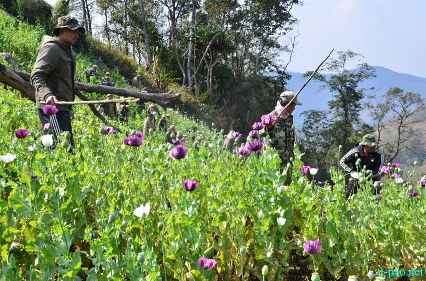  Poppy plantation destroyed at Chandel (Machi Sita Jn, Tonghlang, Hongjang and T/Huimol)  :: 17 Feb 2015 