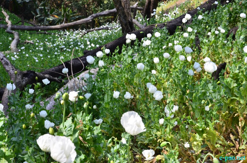 Poppy plantation destroyed at Chandel (Machi Sita Jn, Tonghlang, Hongjang and T/Huimol)  :: 17 Feb 2015