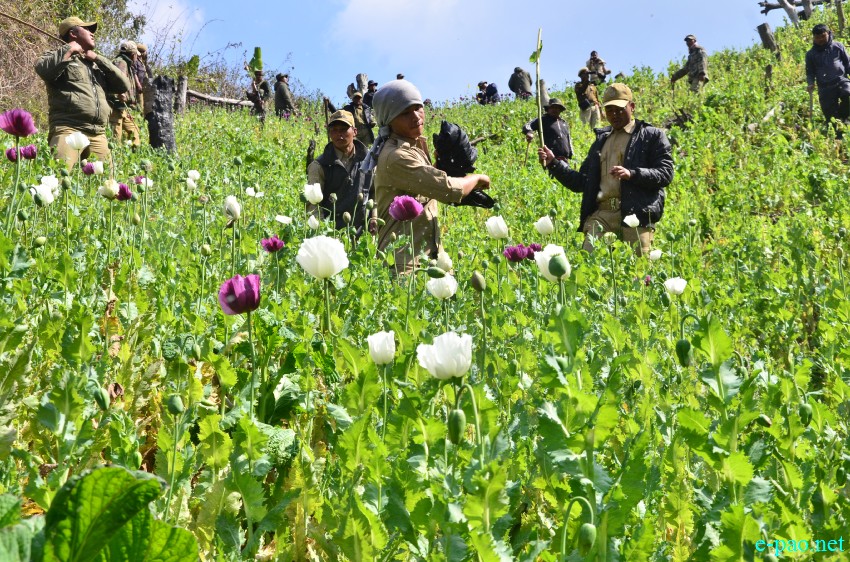  Poppy plantation destroyed at Chandel (Machi Sita Jn, Tonghlang, Hongjang and T/Huimol)  :: 17 Feb 2015 