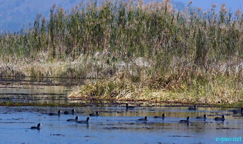 Bird Watching at Loktak Lake on World Wetlands  Day :: 2nd February 2016