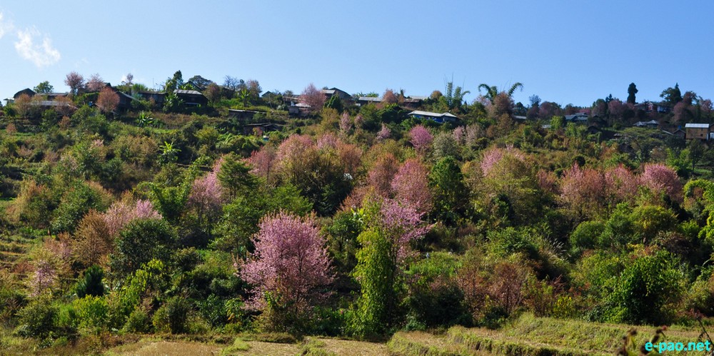 Ukhrul during cherry blooming season : Landscape of Ukhrul District, Manipur  :: October 2016