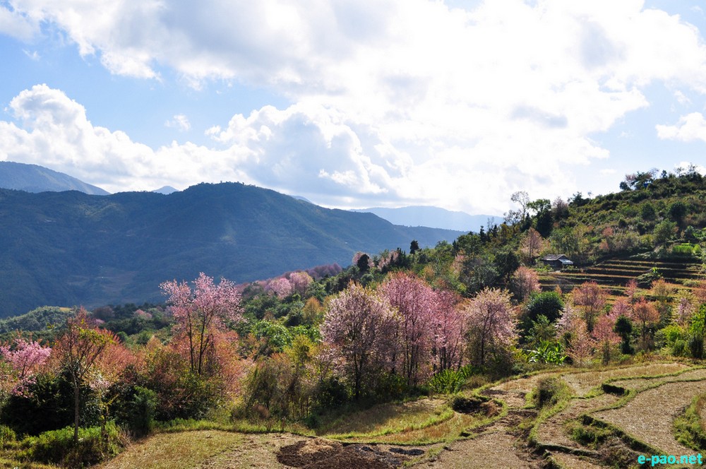 Ukhrul during cherry blooming season : Landscape of Ukhrul District, Manipur  :: October 2016
