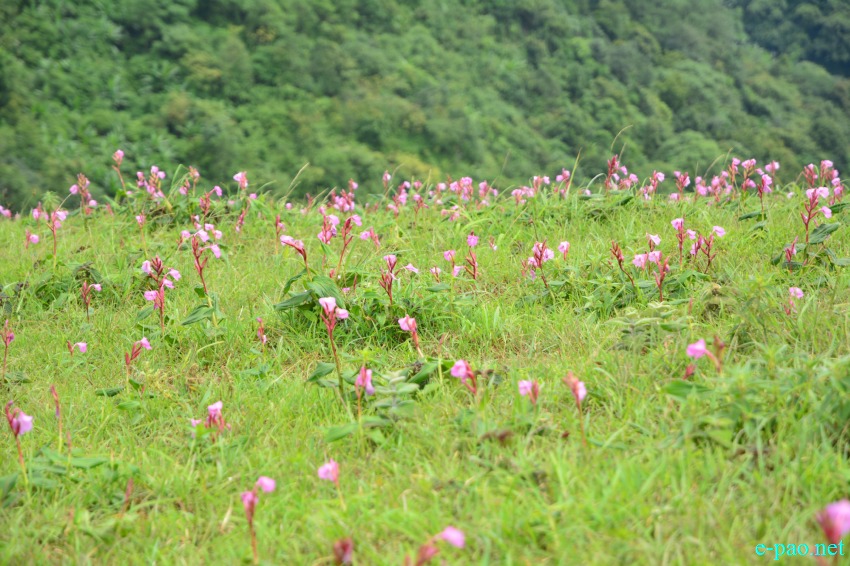 Singcha Wuya Won is a pink flower at Shingcha village, Kamjong district, Manipur :: July 2017
