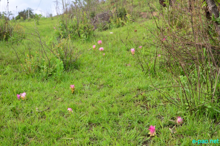 Yaipan , a  flower that grows wild  at the hill slope at Nungbi Khullen, Ukhrul :: 17 May 2017