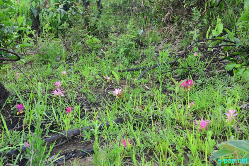 Yaipan , a  flower that grows wild  at the hill slope at Nungbi Khullen, Ukhrul :: 17 May 2017
