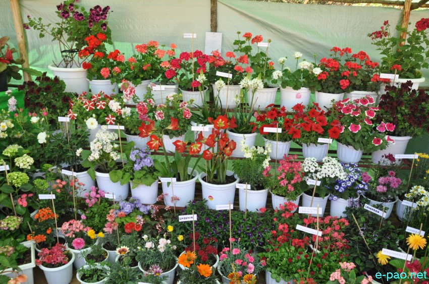 Flower stall  at 2nd Shirui Lily State Festival at Shirui Village,  Ukhrul :: 24th April 2018