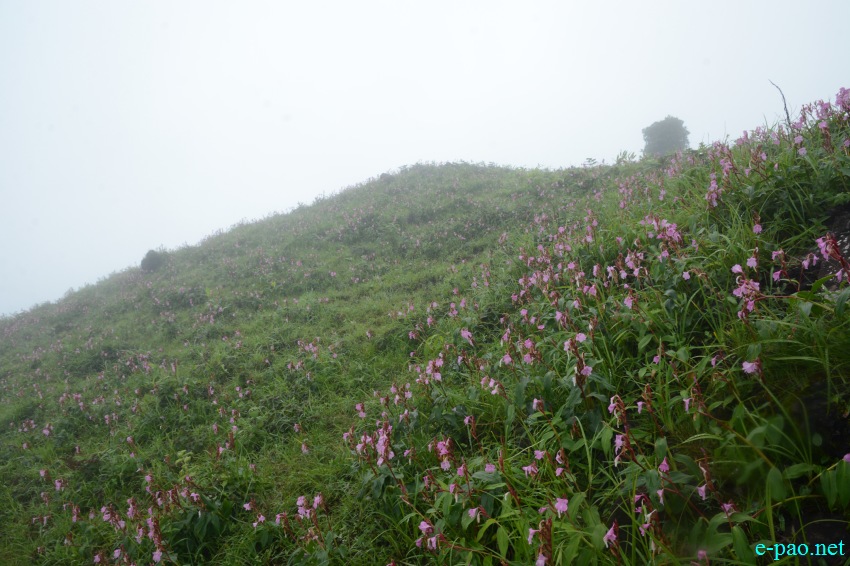 Singcha Wuya Won - a pink flower  at Shingcha village, Kamjong district, Manipur :: July 21 2018