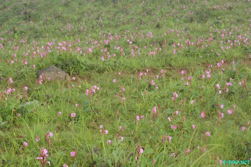 Singcha Wuya Won - a pink flower  at Shingcha village, Kamjong district, Manipur :: July 21 2018