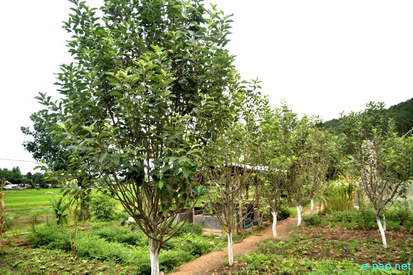 Apple Farm by Mayengbam Shyamchandra of Wangoo Naodakhong Chingya Leikai, Kumbi, Manipur :: August 2019