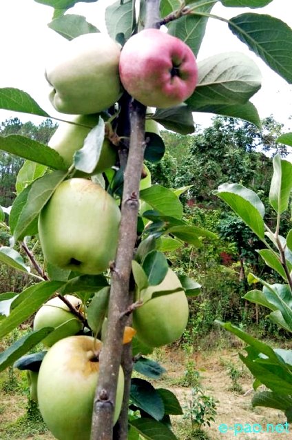 Apple Farm by Mayengbam Shyamchandra of Wangoo Naodakhong Chingya Leikai, Kumbi, Manipur :: August 2019  