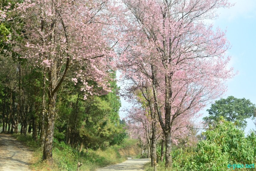 Cherry Blossom at Mao Gate, Senapati district, Manipur :: 21st November, 2020