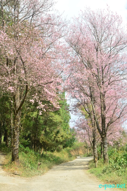 Cherry Blossom at Mao Gate, Senapati district, Manipur :: 21st November, 2020