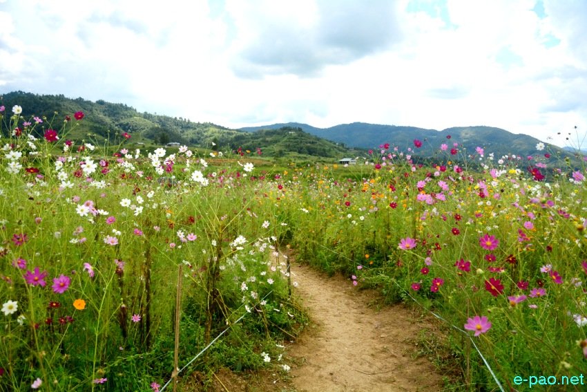Cosmos Festival: New tourist spot Naamai Zho, Lower Koide Village, Maram :: 7th October 2021