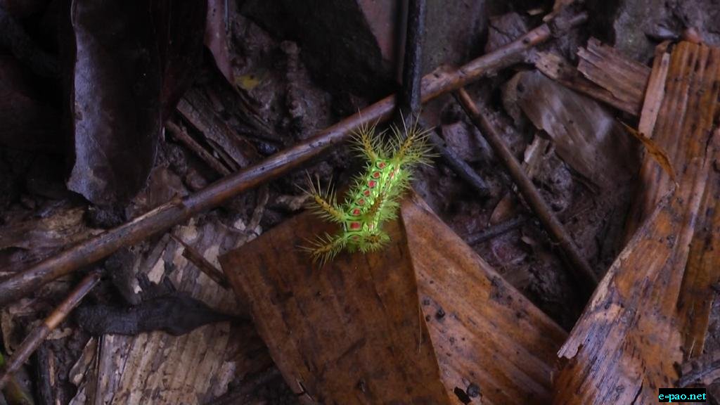Caterpillar found at Charoi Pandongba under Saitu Constitution, Senapati district :: 14th July, 2021