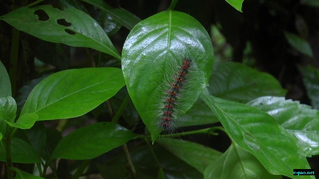 Unknown insects found at Charoi Pandongba under Saitu Constituency, Senapati district :: 14th July, 2021