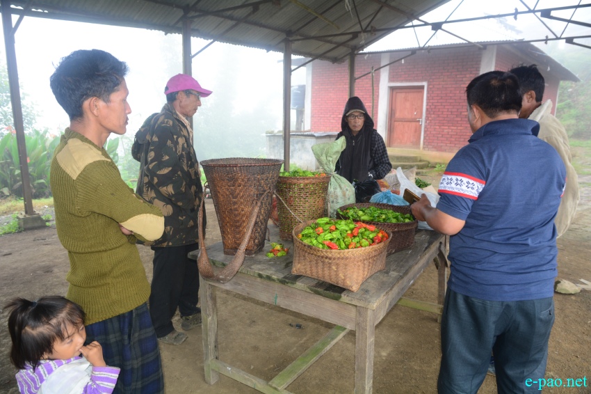 Certified organic U-Morok ( King Chilly ) at Shirarakhong, Ukhrul District :: 10th August 2017