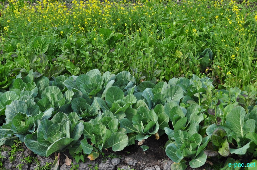  Winter vegetables grown at Thanga as seen on 10th February 2018 
