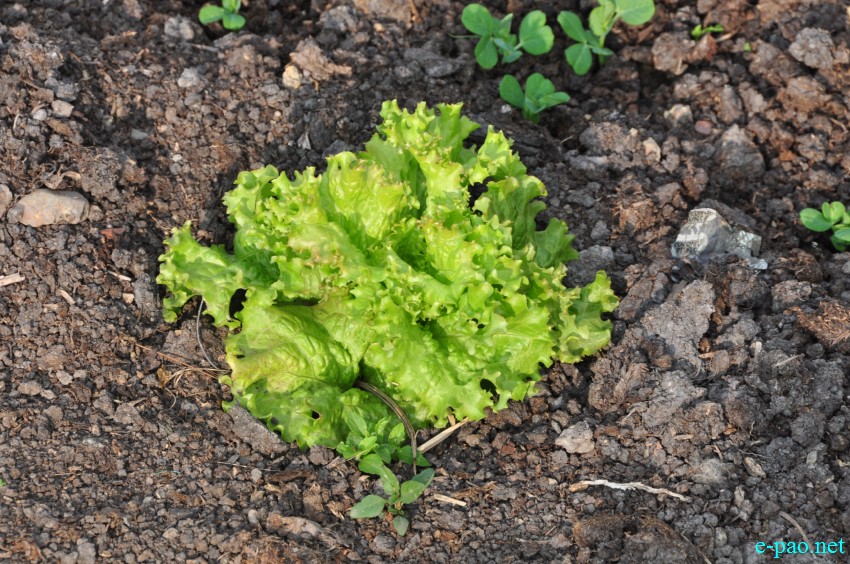 Winter vegetables grown at Thanga as seen on 10th February 2018