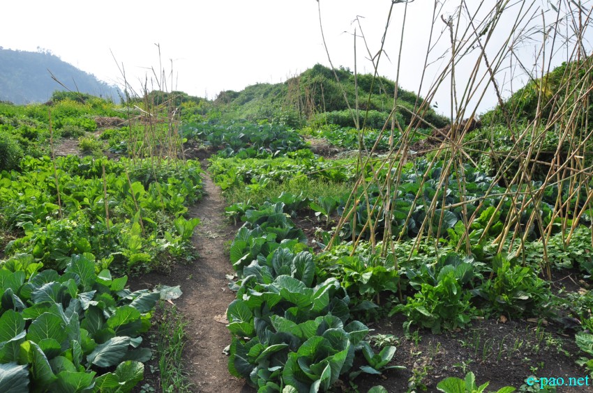 Winter vegetables grown at Thanga as seen on 10th February 2018
