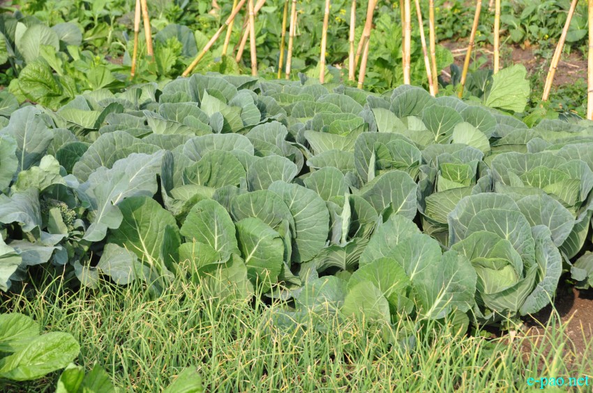 Winter vegetables grown at Thanga as seen on 10th February 2018
