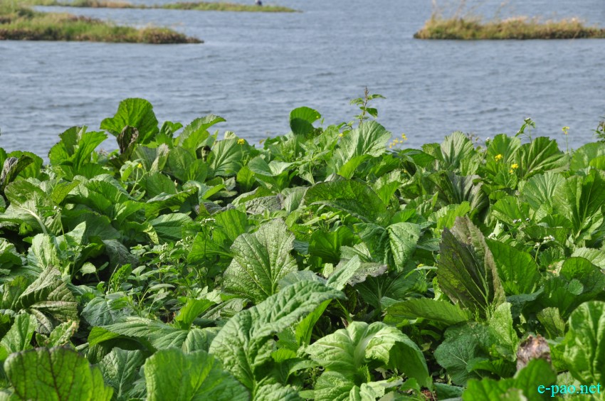 Winter vegetables grown at Thanga as seen on 10th February 2018