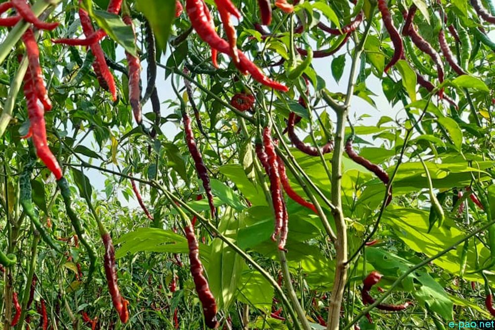 Hathei : Famous Chilli at Sirarakhong Village, Ukhrul District  :: 22 to 24 August 2019