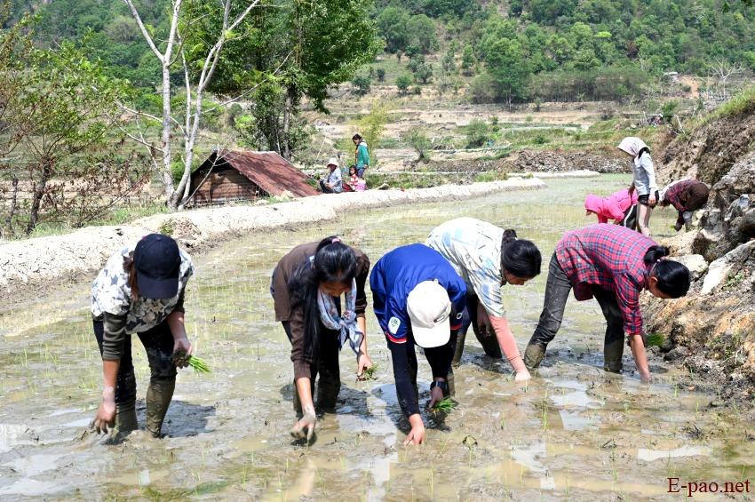 Purul (Hiimai) Paoki (Paddy Transplantation) Festival at Purul, Senapati :: 1st - 3rd May 2023