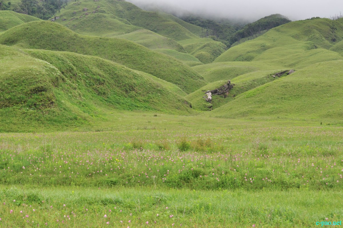 The pristine summer landscape of Dzuko Valley , Manipur :: Second Week June 2014