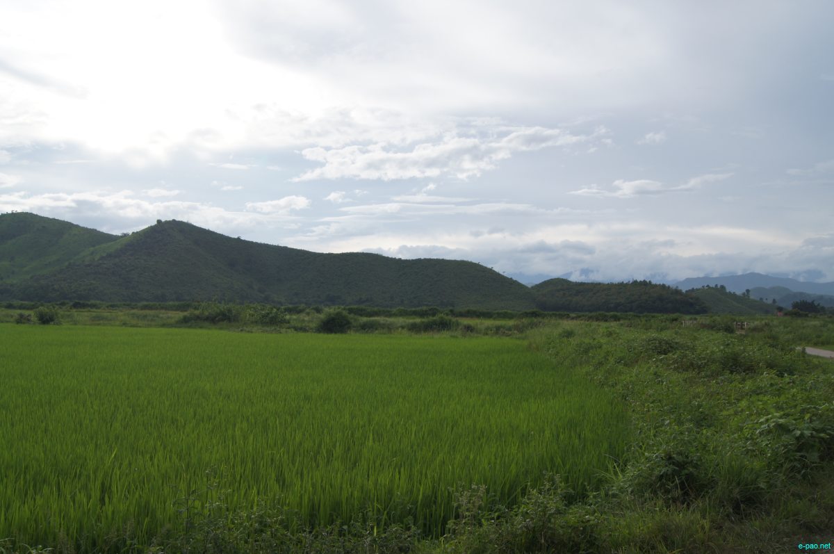 Rangekharason-Sabam Loukol in Imphal East which is one the largest loukon (Paddy field) as seen during August 2014