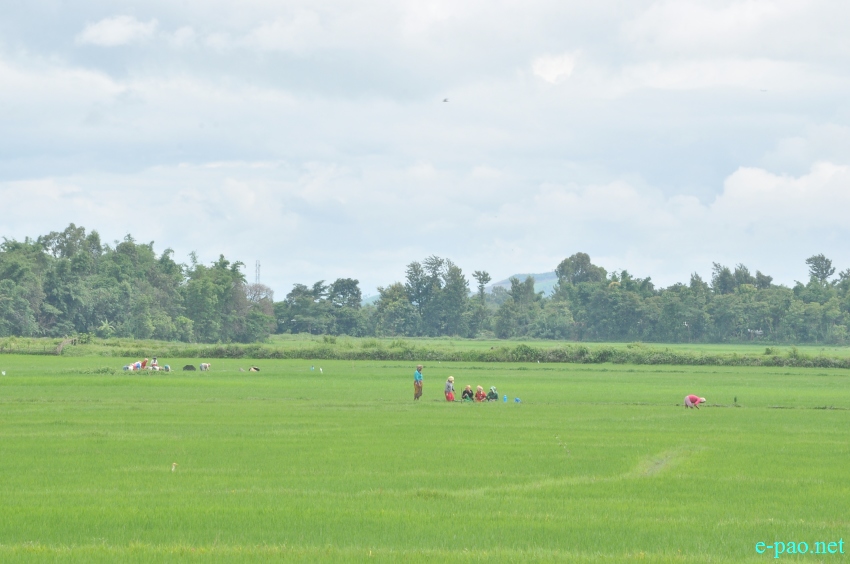 The lush green  field of Lamshang Shanjenbam during rainy season :: August 2014