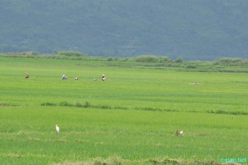The lush green  field of Lamshang Shanjenbam during rainy season :: August 2014