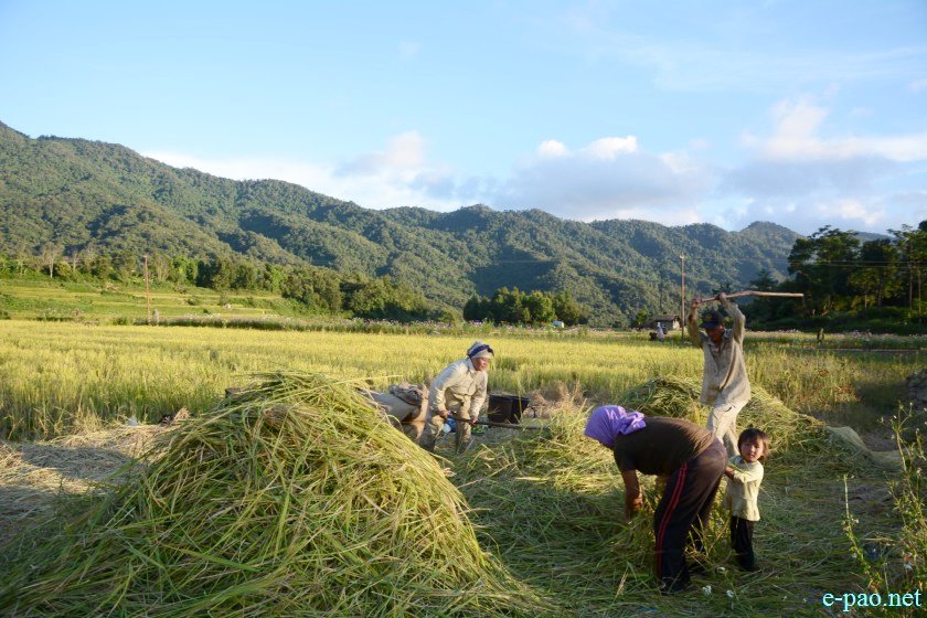 Rice Harvesting and the landcape of Purul in Senapati District  :: October 2016
