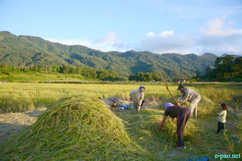 Rice Harvesting and the landcape of Purul in Senapati District  :: October 2016